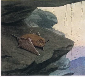 Free Tailed Bat