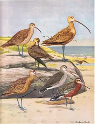 Hudsonian Curlew, Eskimo Curlew, Long Billed Curlew, Marbled Godwit, Hudsonian Godwit