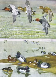 Illustration from The Natural History of American Birds of Eastern and Central North America