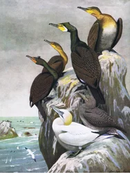 Illustration from The Natural History of American Birds of Eastern and Central North America