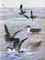 Illustration from The Natural History of American Birds of Eastern and Central North America, published by Bramhall House, c.1970