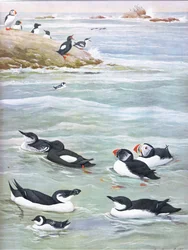 Illustration from The Natural History of American Birds of Eastern and Central North America, published by Bramhall House, c.1970