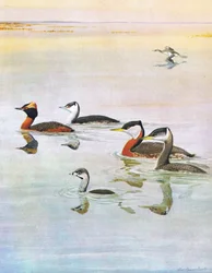 Illustration from The Natural History of American Birds of Eastern and Central North America, published by Bramhall House, c.1970