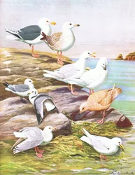 Illustration from The Natural History of American Birds of Eastern and Central North America