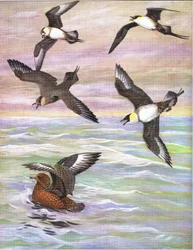Illustration from The Natural History of American Birds of Eastern and Central North America