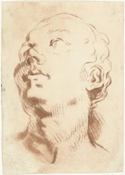 Study Sheet with a Head Looking Upwards