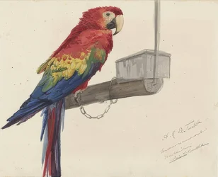 Parrot. 1879
