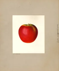 Apple (Malus domestica: No. 57)
