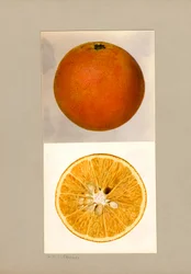 Pineapple Orange (Citrus sinensis)