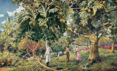 Bread-Fruit Tree, Central America
