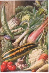 Garden Vegetables, illustration from 