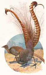 Lyre Birds