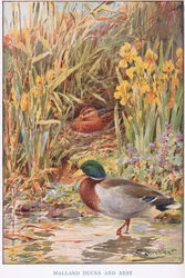 Mallard Ducks and Nest, illustration from 