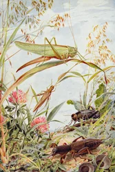 Musical Insects, Illustration from 