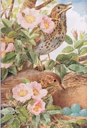 Song Thrushes with Nest, illustration from 