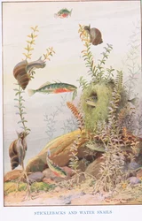 Sticklebacks and Water Snails, illustration from 