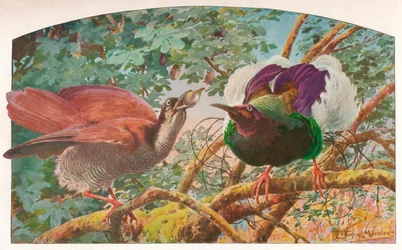 Twelve-wired Birds of Paradise