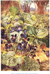 Violets in the Beechwood, Illustration from 