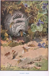 Wasps