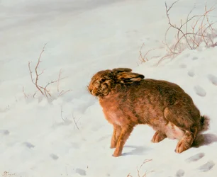 Hare in the Snow
