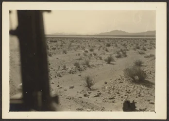 Amargosa Desert Plants