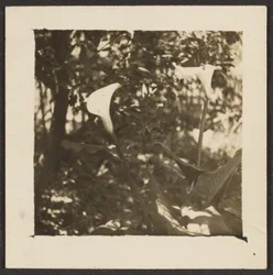 Calla Lilies