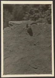 Chipmunk on Trail