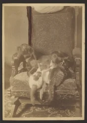 Cuddling Cats and Dog