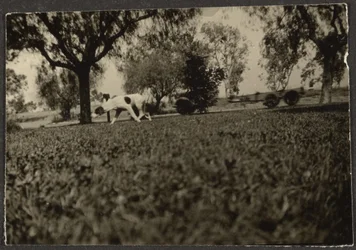 Dog on Lawn