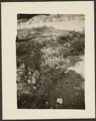 Duck in Landscape