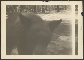 Friendly Bear at Camp Site