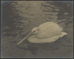 Heron