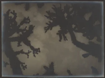 Joshua Trees