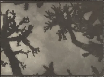 Joshua Trees