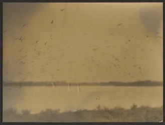 Landscape with Birds