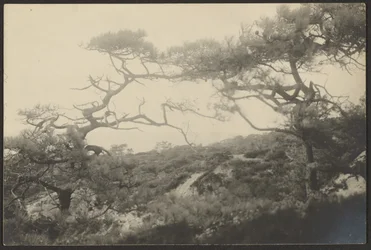 Landscape with Gnarled Trees