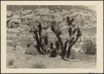 Landscape with Joshua Trees