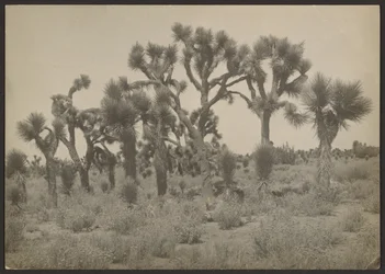 Landscape with Joshua Trees