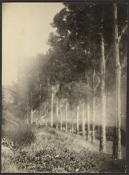 Landscape with Row of Trees