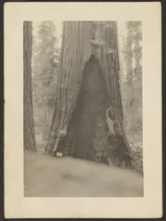 Massive Tree