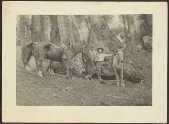 Men and Pack Horses in Forest Clearing
