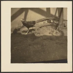Pheasant in Cage