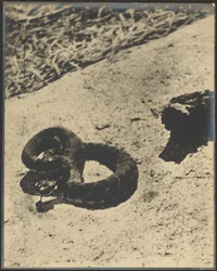 [Rattlesnake]