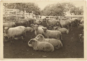 Sheep in Pen