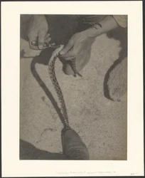 Skinning a Rattlesnake