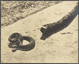 Suicide Rock Rattler