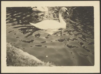 Swan