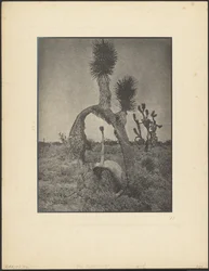The Contortionist