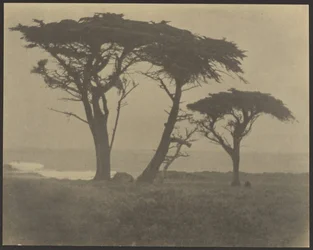 [Trees Along Coast]