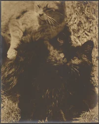 Two Cats